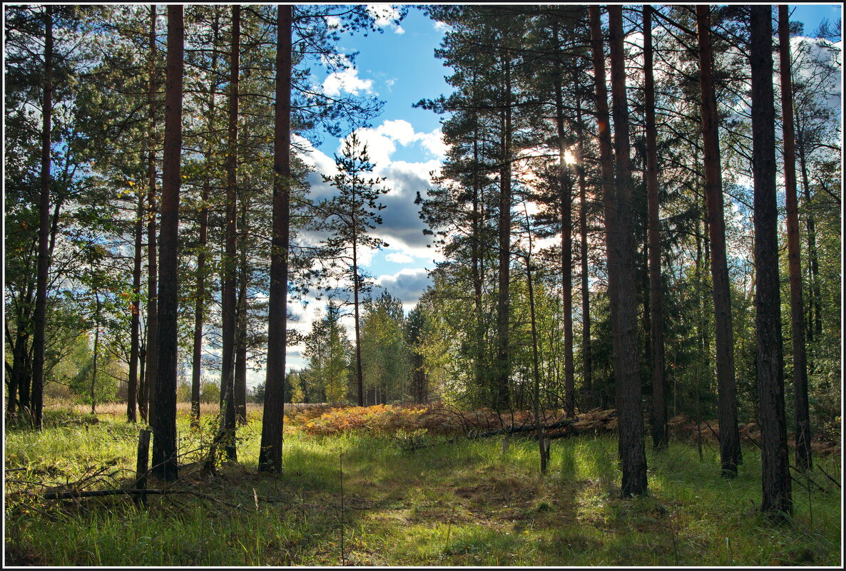 В лесу - lady v.ekaterina В лесу - lady v.ekaterina