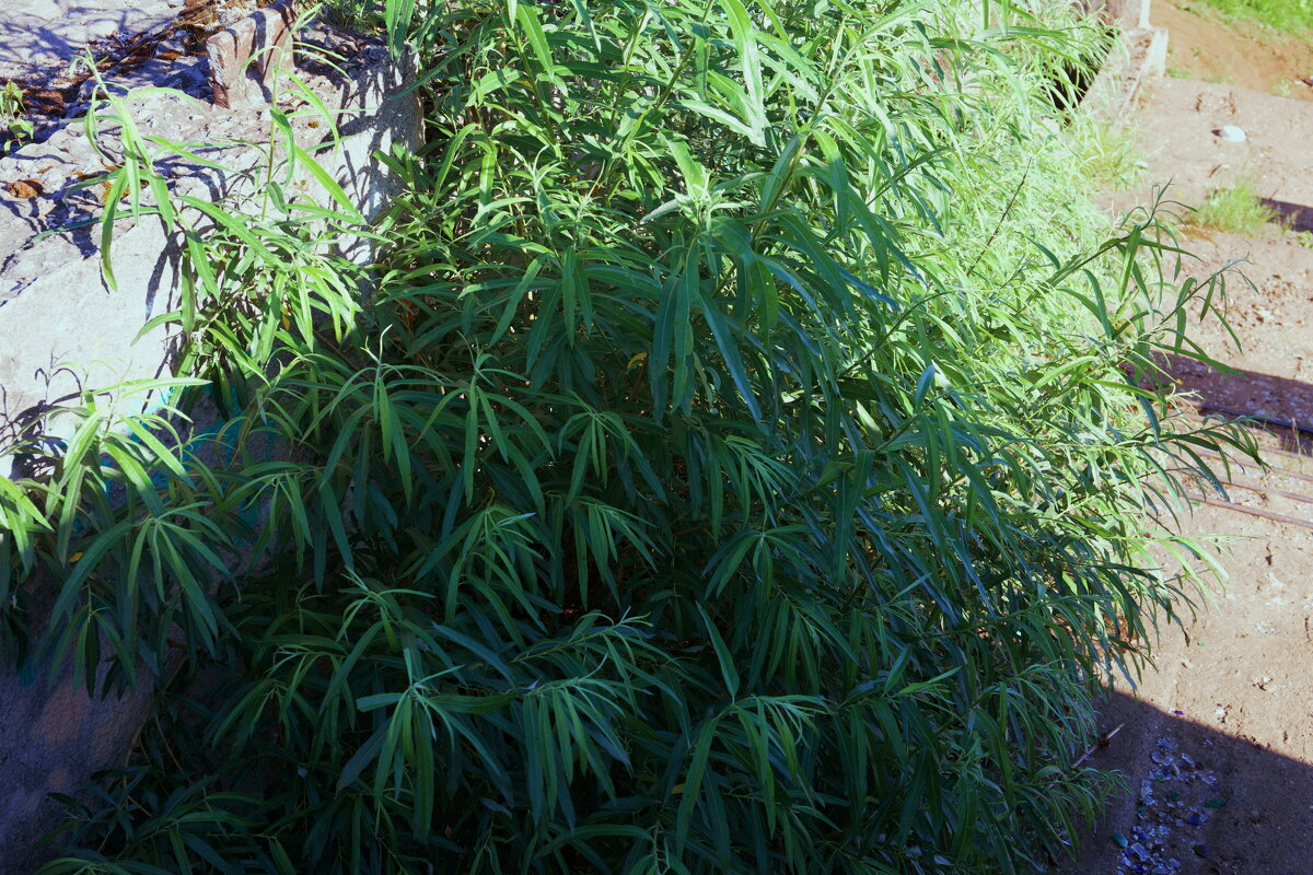 Название отсутствует - Денис Безногов Название отсутствует - Денис Безногов