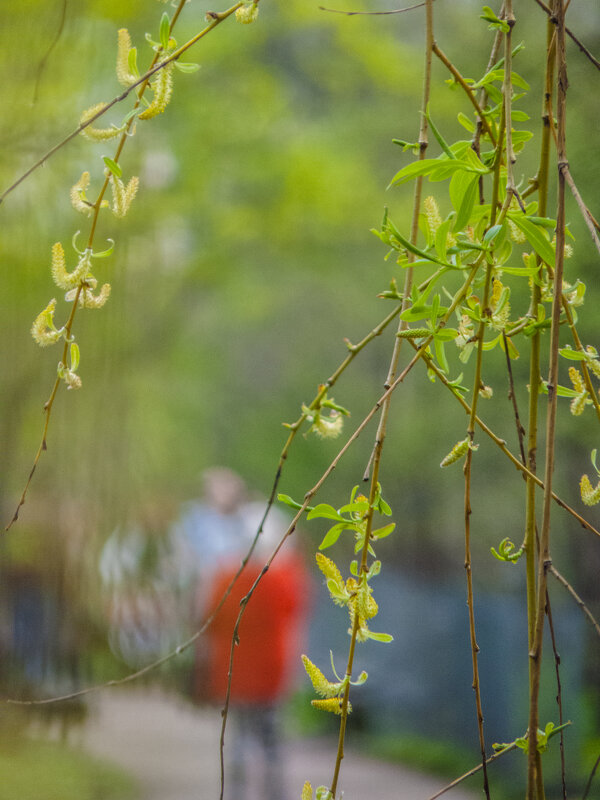 Весенний день - Наталья Rosenwasser Весенний день - Наталья Rosenwasser