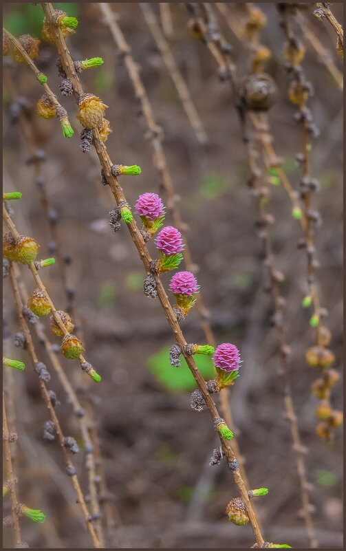 Цветение лиственницы - Наталья Rosenwasser