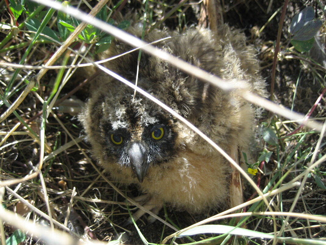 Птенец болотной совы - Anna Ivanova Птенец болотной совы - Anna Ivanova