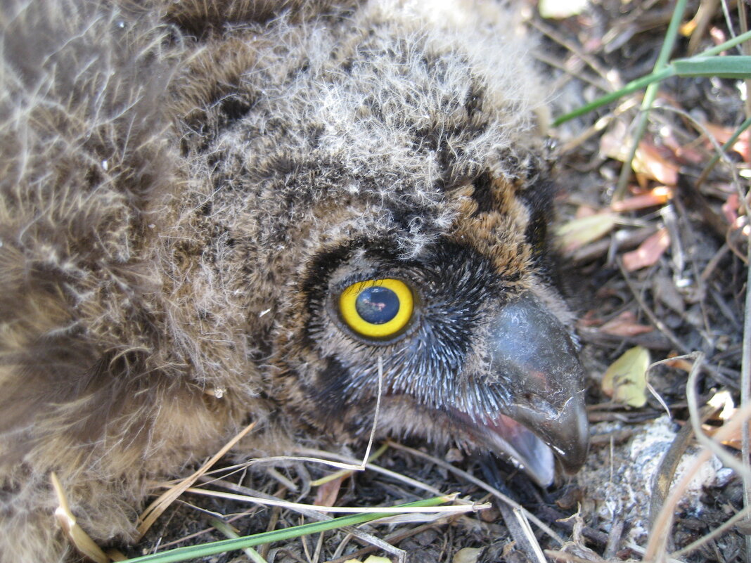Птенец болотной совы - Anna Ivanova