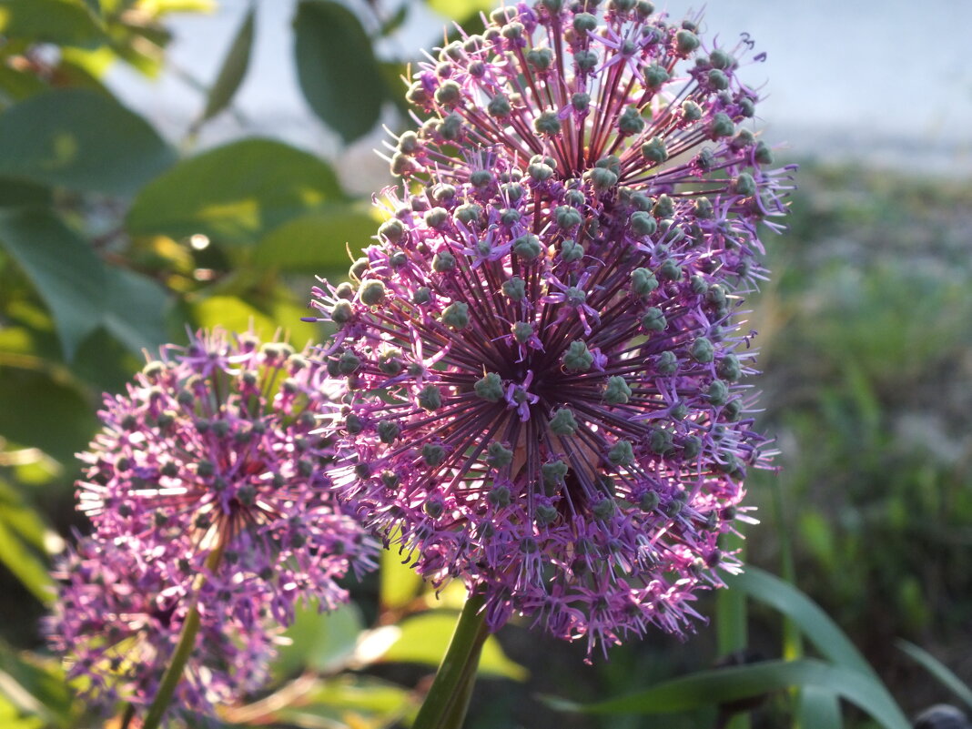 природа - ivana 