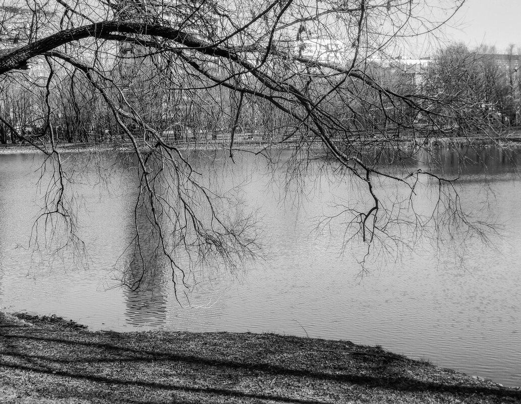 ветви - Сергей Лындин