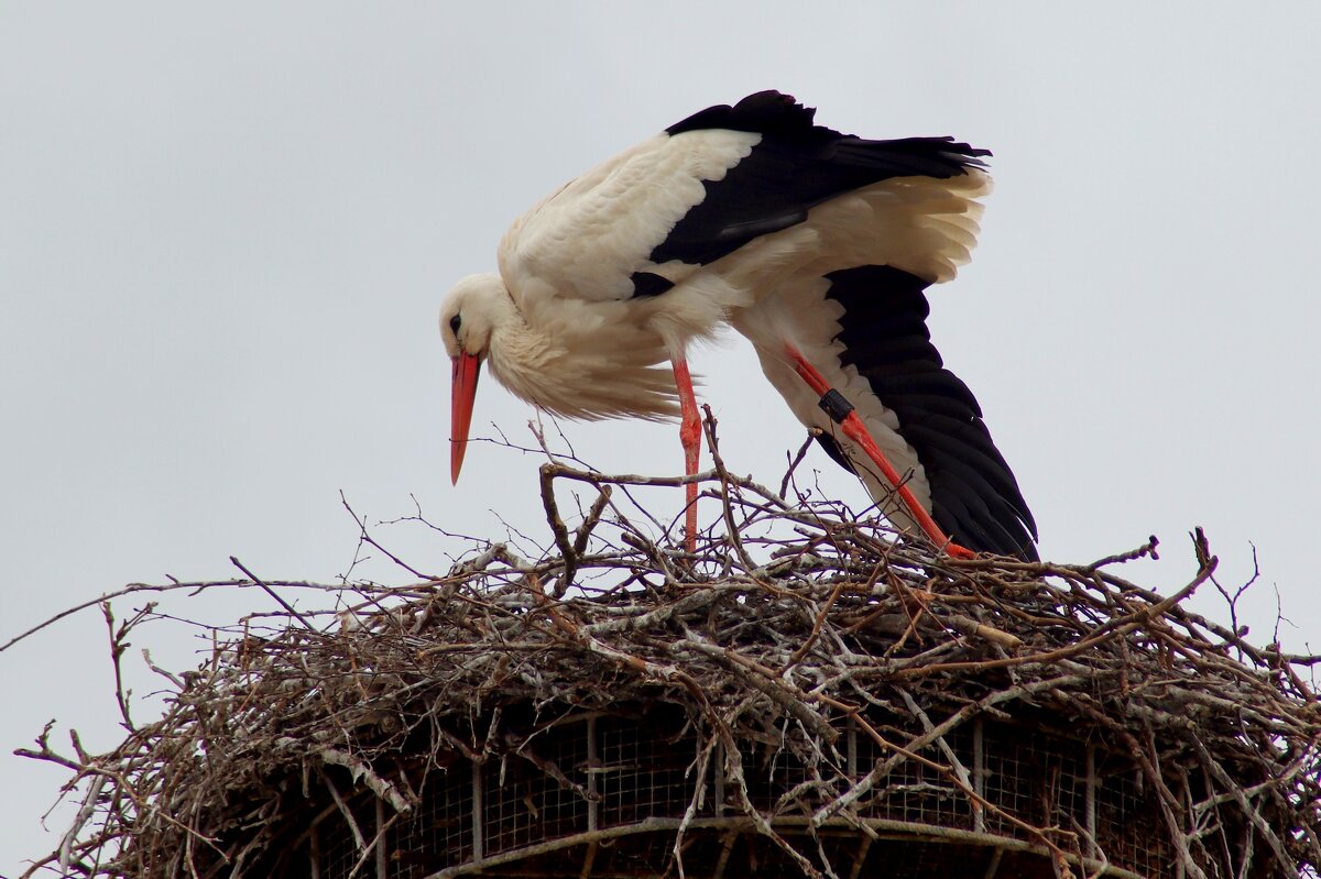 Разминка - Юрий. Шмаков Разминка - Юрий. Шмаков