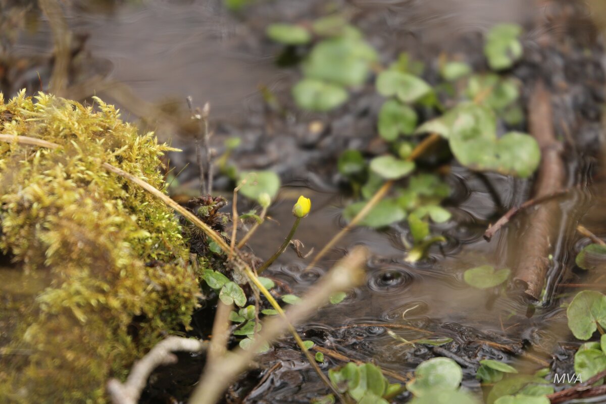 Весенние цветы... - Вячеслав Макушин