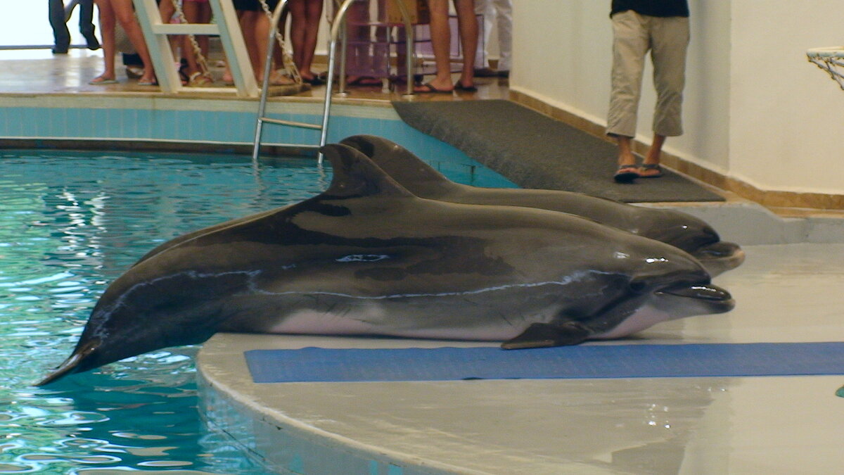 Дельфины в дельфинарии - Сергей Швечков Дельфины в дельфинарии - Сергей Швечков