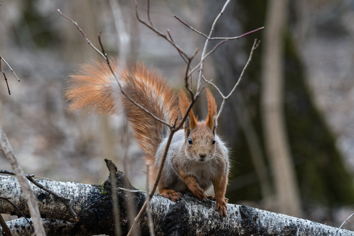 Царица леса - Анна Каткова 