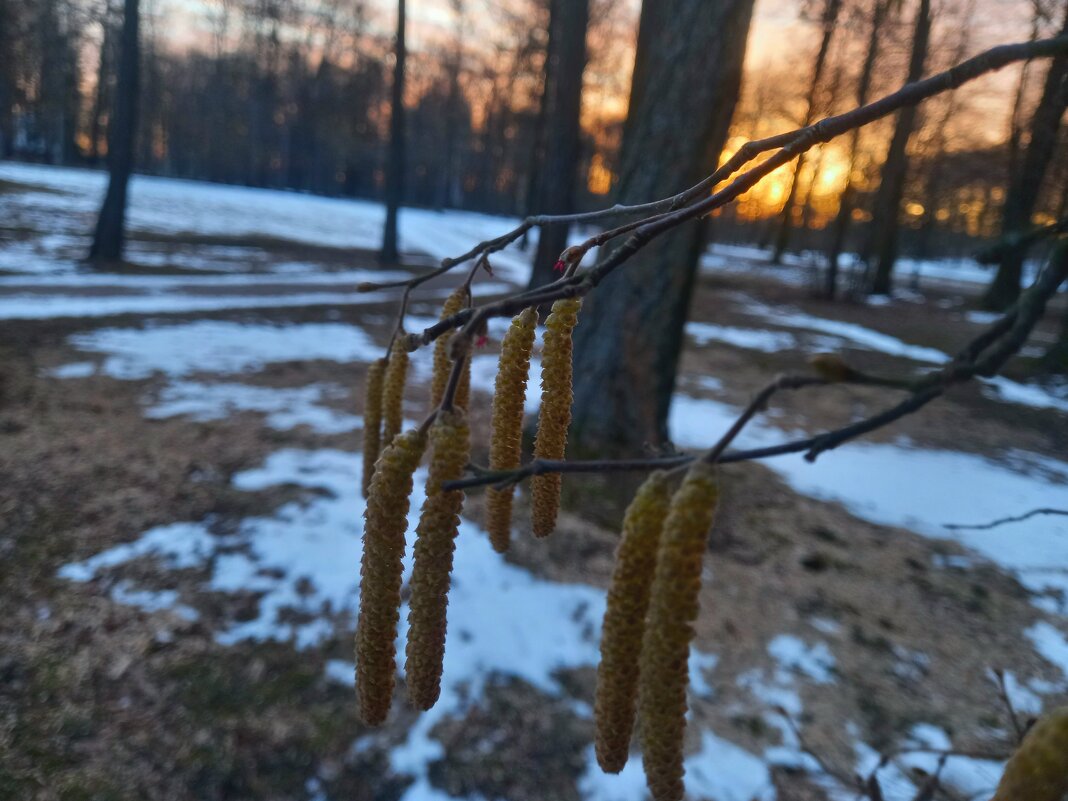 Орешник на рассвете - Сапсан 