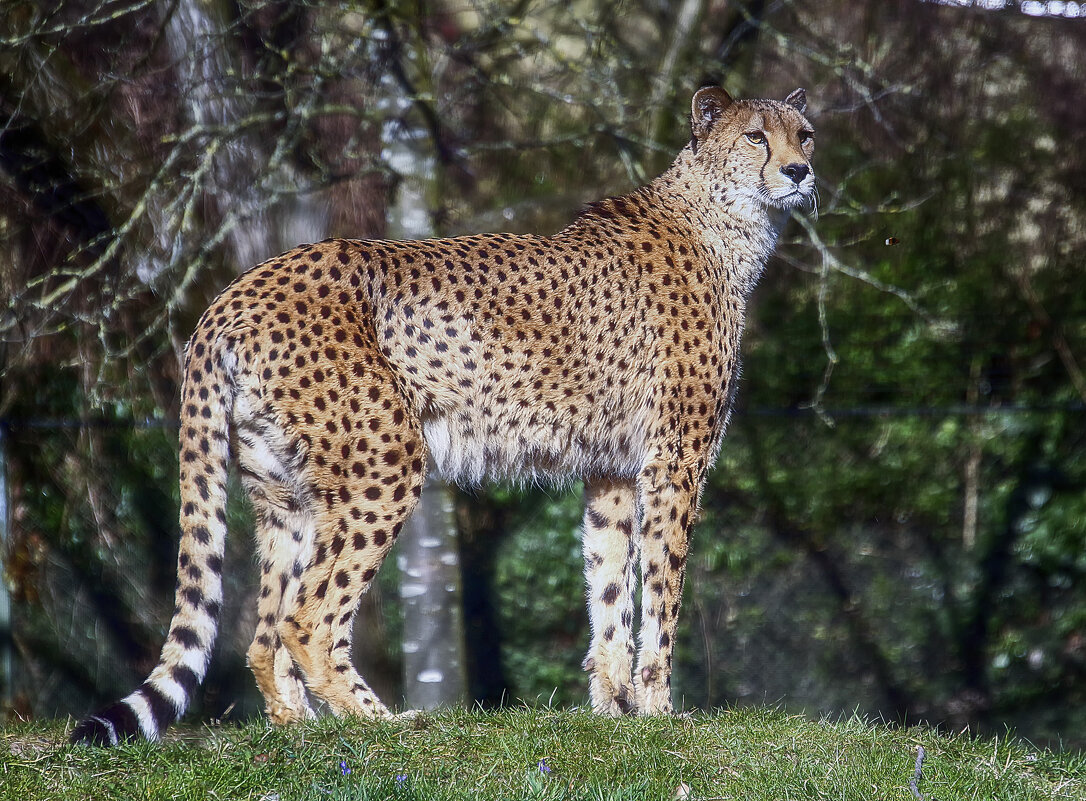 Гепард - Андроник Александр 