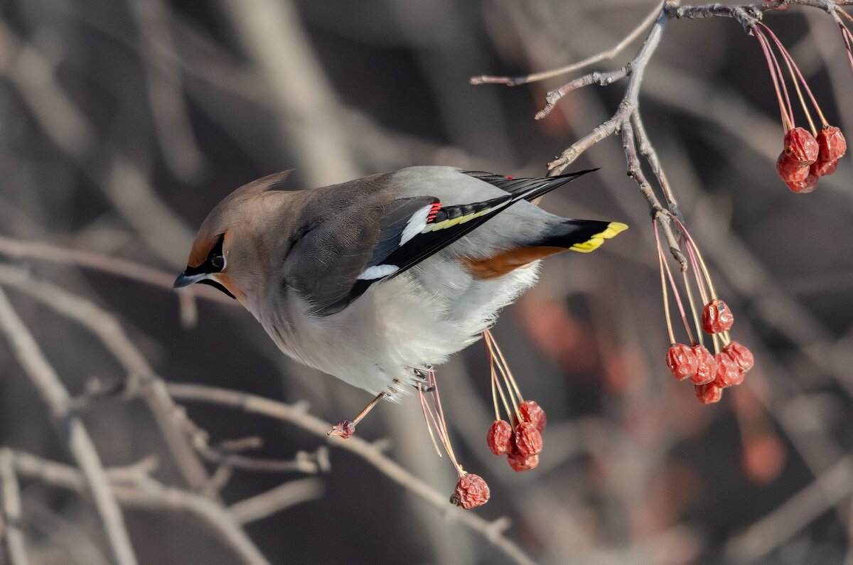 Свиристель. - Виктор Иванович Чернюк
