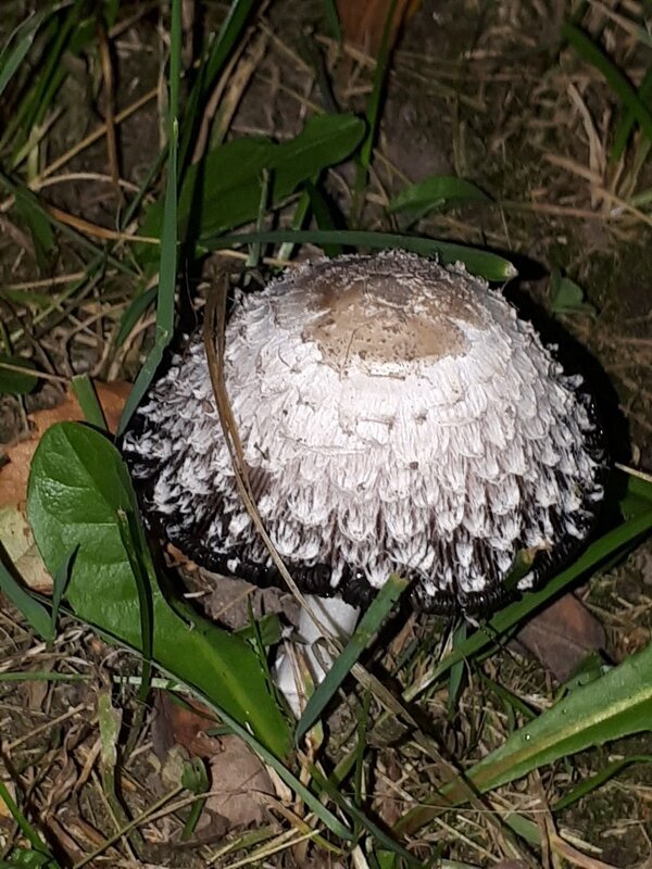 Красивая шляпка - с подвесками.... - Надежда 