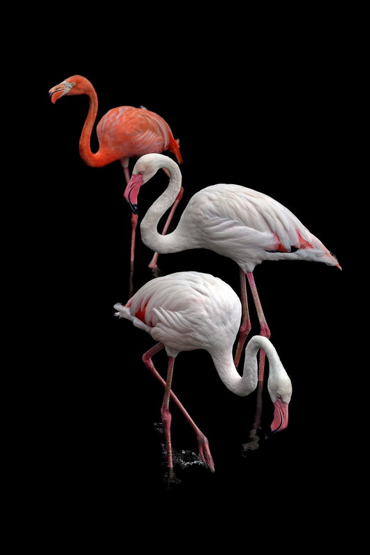 фламинго - Михаил Бибичков