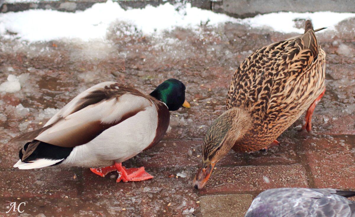В поисках пропитания. - Любовь Сахарова