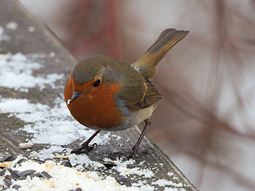 Зарянка - Лина Зарянка - Лина