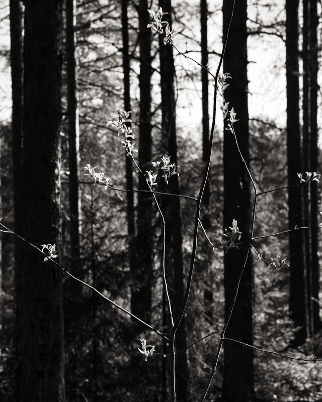 Название отсутствует - Денис Безногов Название отсутствует - Денис Безногов