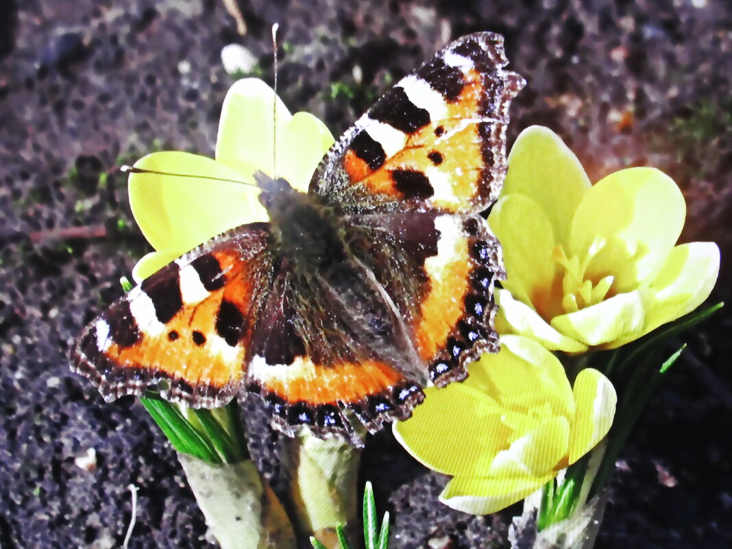 Крапивница проснулась - Людмила Смородинская Крапивница проснулась - Людмила Смородинская