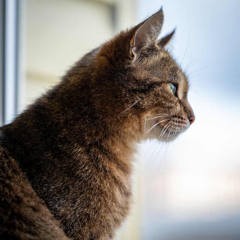 Чика - Referee (Дмитрий) Чика - Referee (Дмитрий)