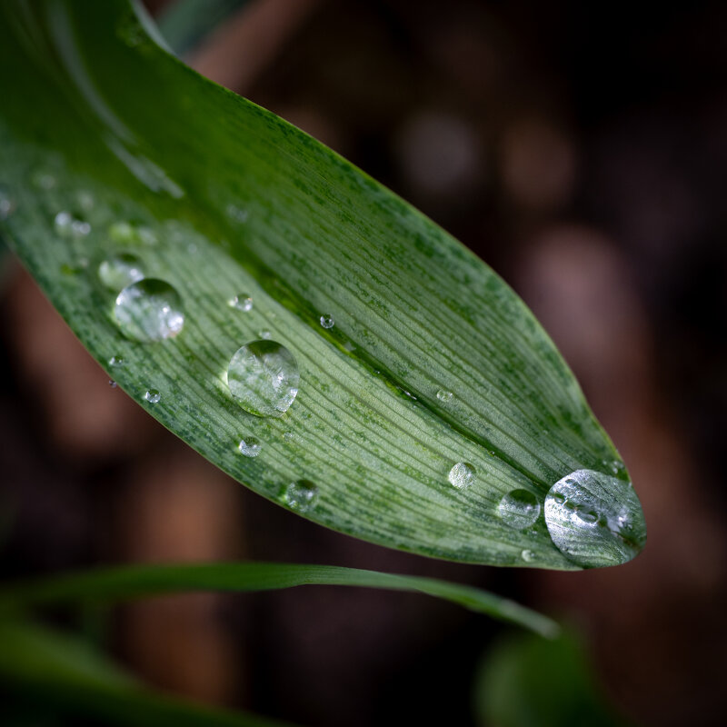 Капельки - Referee (Дмитрий)