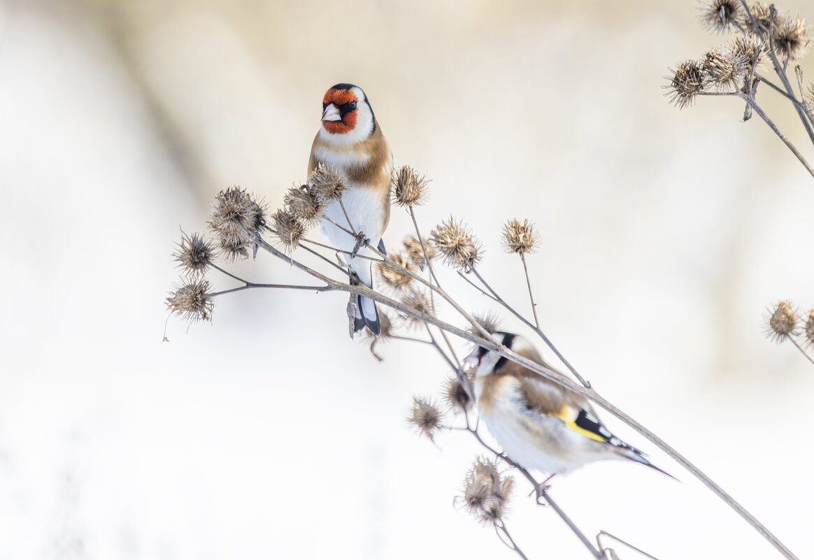 щегол. - юрий макаров