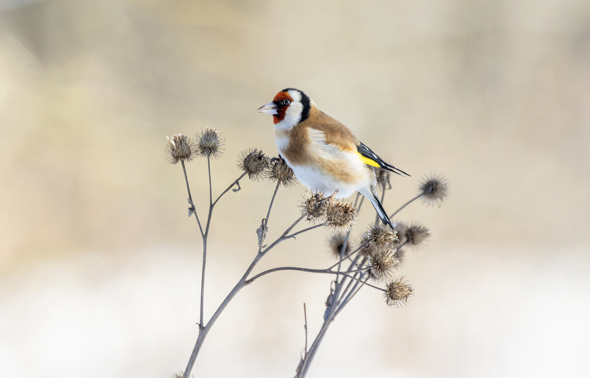 щегол. - юрий макаров