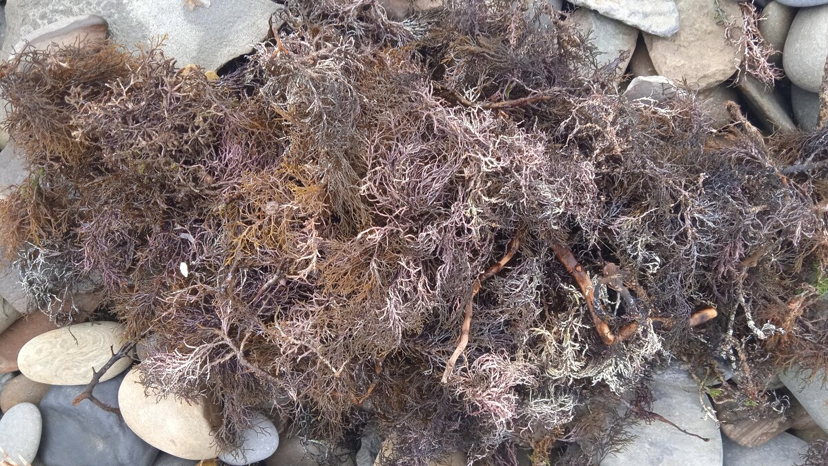 морское - Елена Шаламова