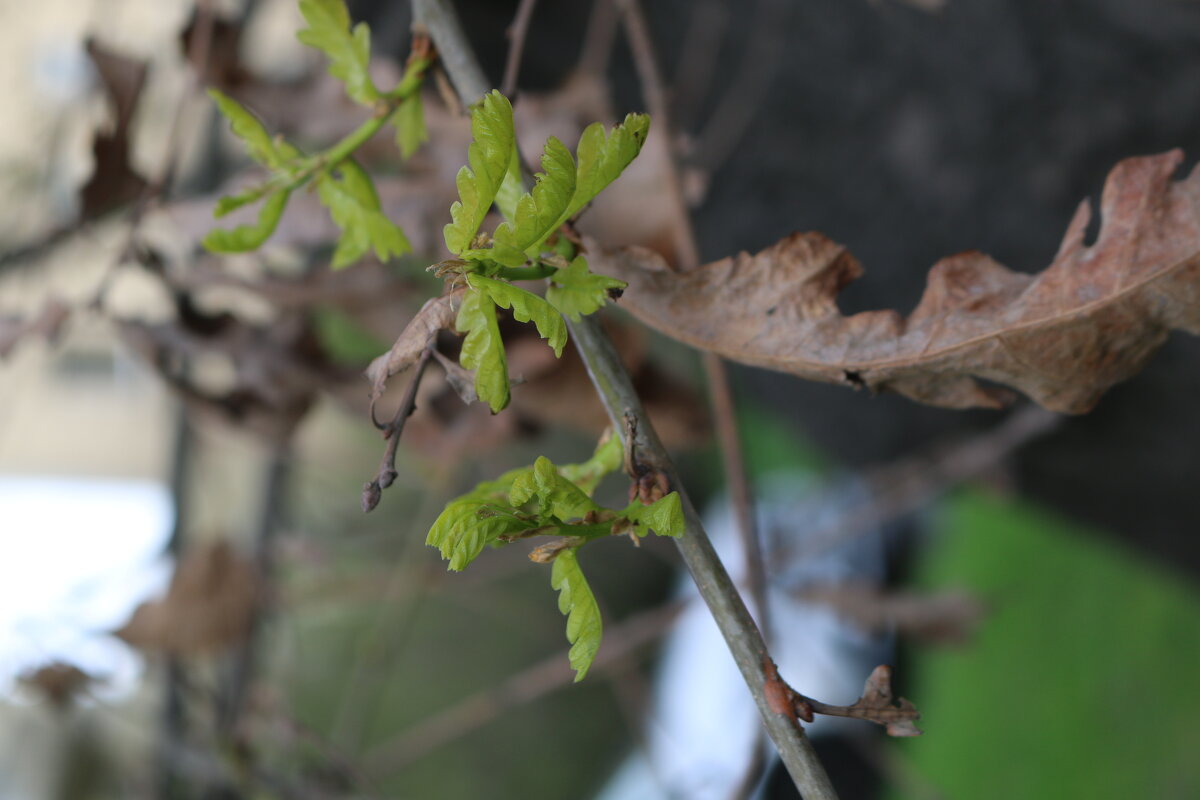 О весне - Ольга 
