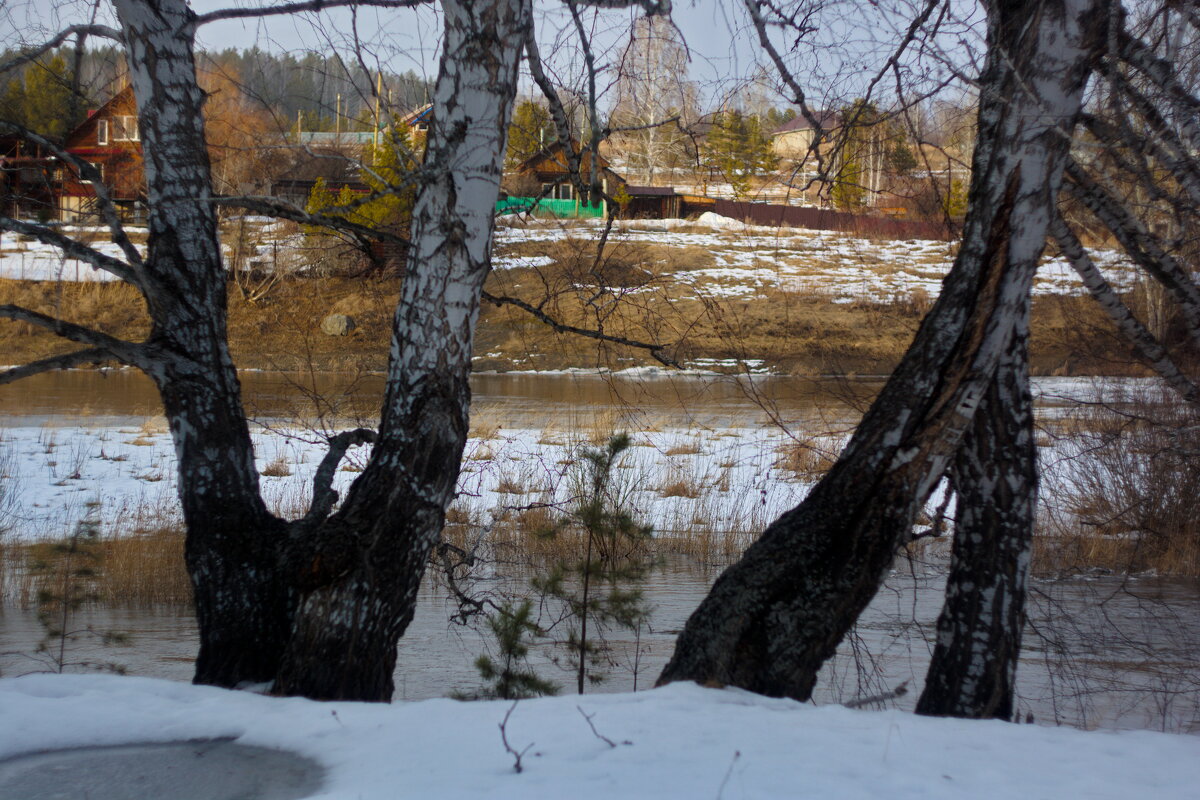 Исеть и взрослые берёзы. Март 2025. - Михаил Полыгалов
