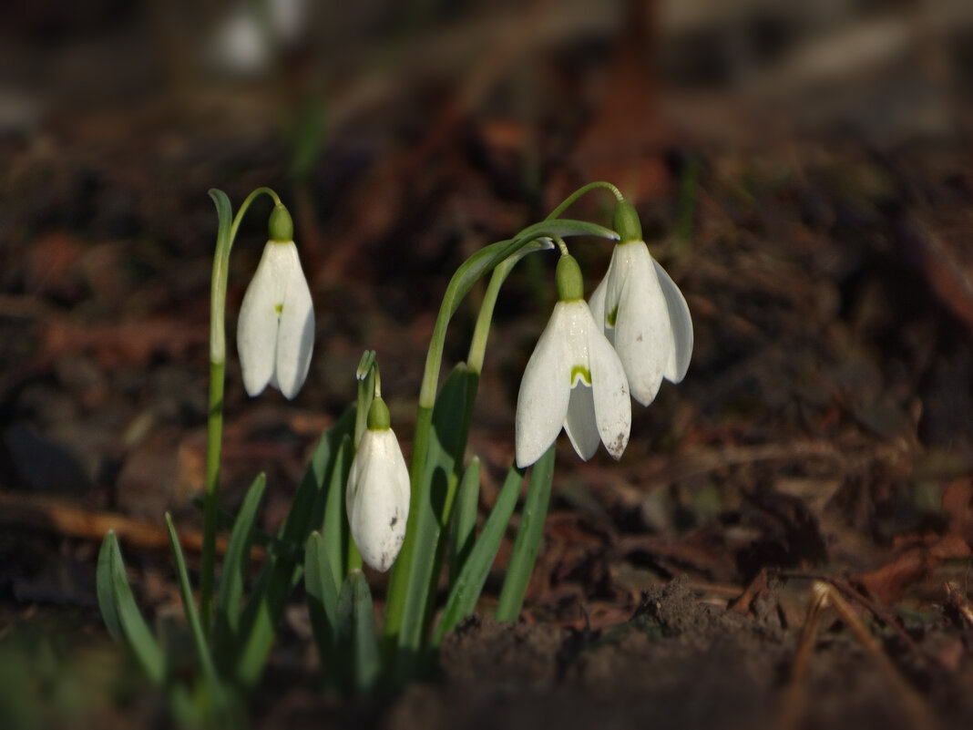 Первый, пошел! - Елена Макарова 