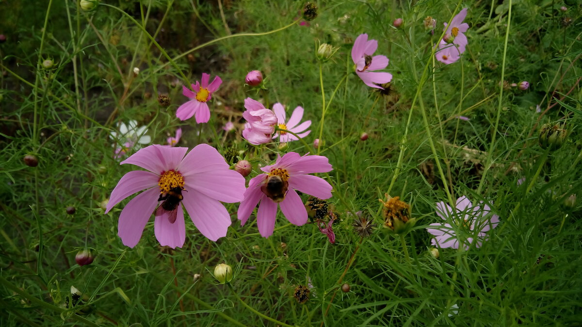,,, - Сергей Тимоновский ,,, - Сергей Тимоновский