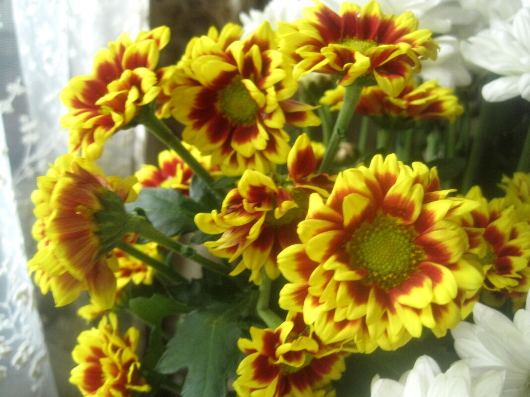 Солнечные - Елена Семигина Солнечные - Елена Семигина