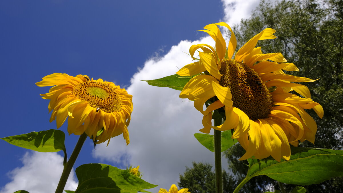 Подсолнухи - Олег Зоркий Подсолнухи - Олег Зоркий
