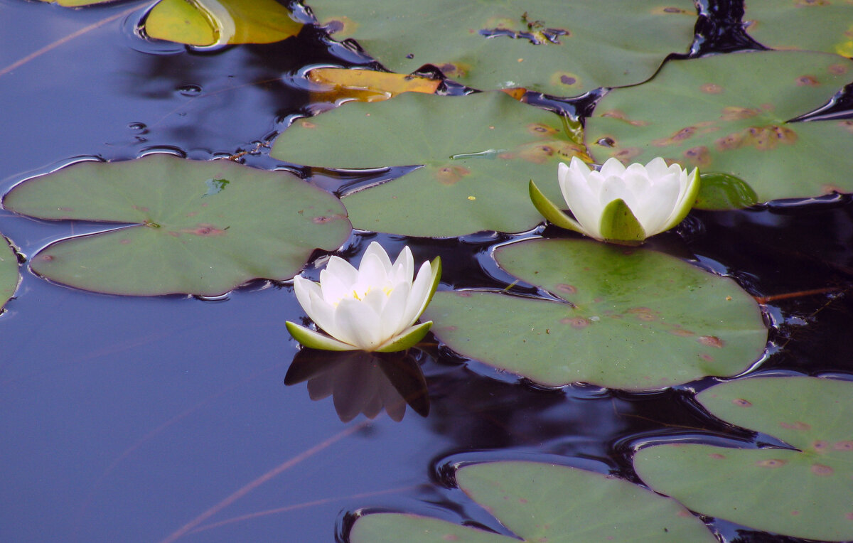 Белые лотосы - Олег Зоркий Белые лотосы - Олег Зоркий