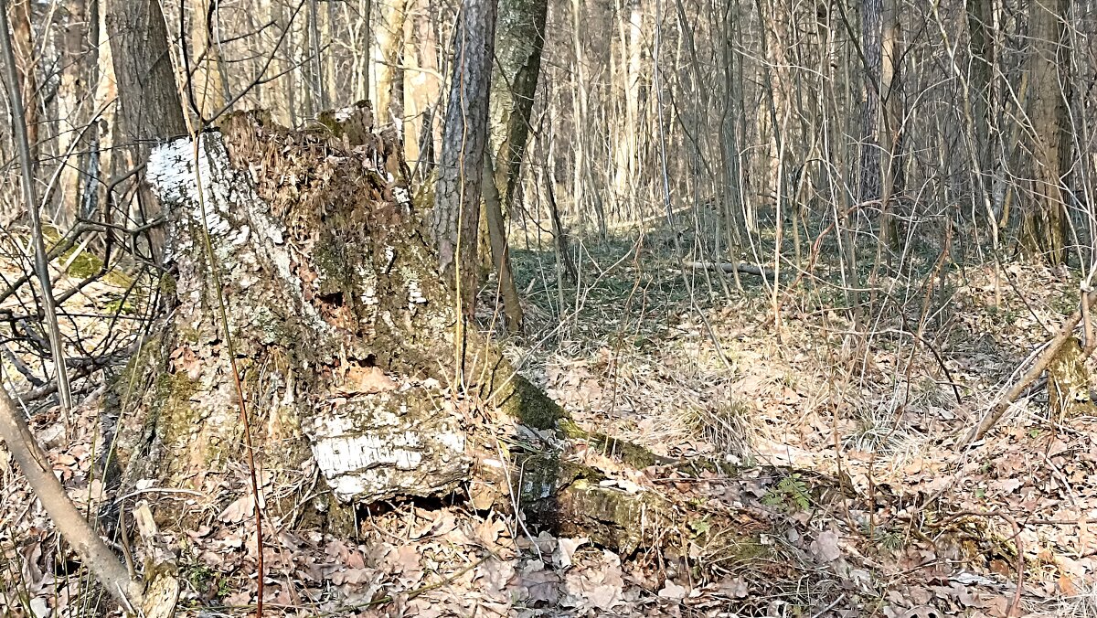 И даже пень в весенний день.. - Татьяна Тюменка И даже пень в весенний день.. - Татьяна Тюменка