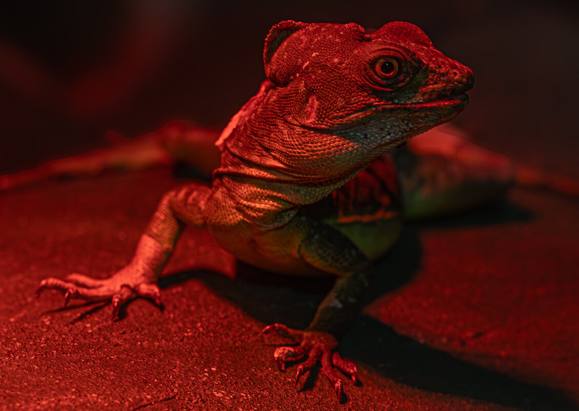 Новосибирский зоопарк имени Р.А. Шило - Михаил Измайлов