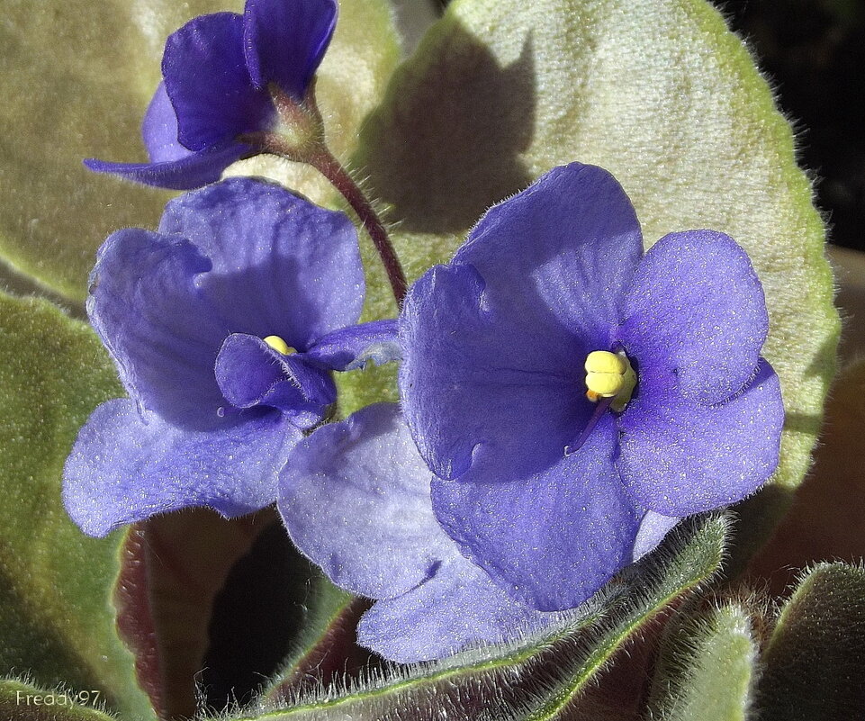 Фиалка - Freddy 97