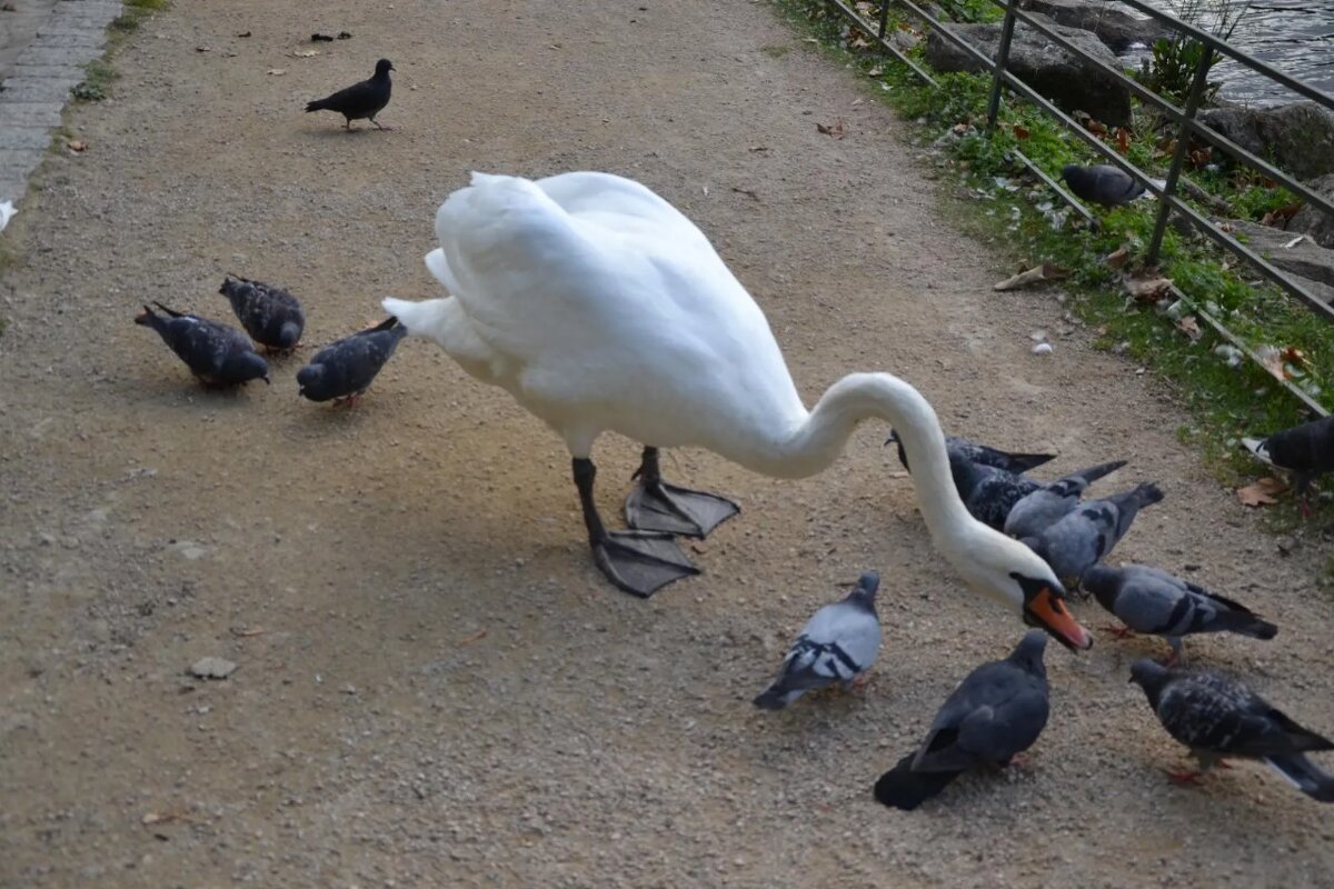 "По секрету всему свету" - Надежда 