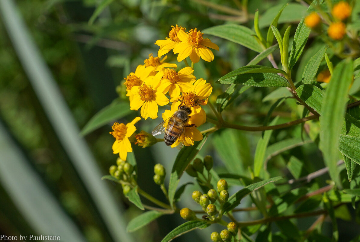 Цветы Монте-Альбана... - Владимир Жданов Цветы Монте-Альбана... - Владимир Жданов