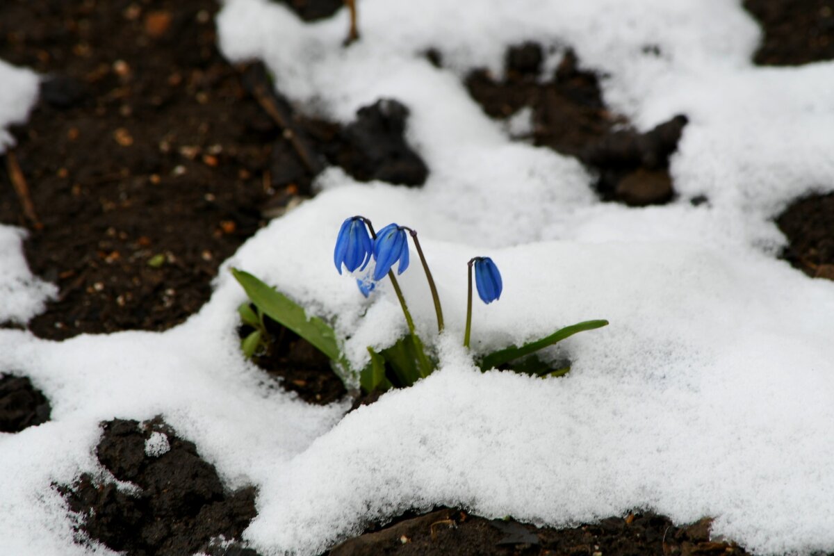 Пролеска - Татьяна Евдокимова