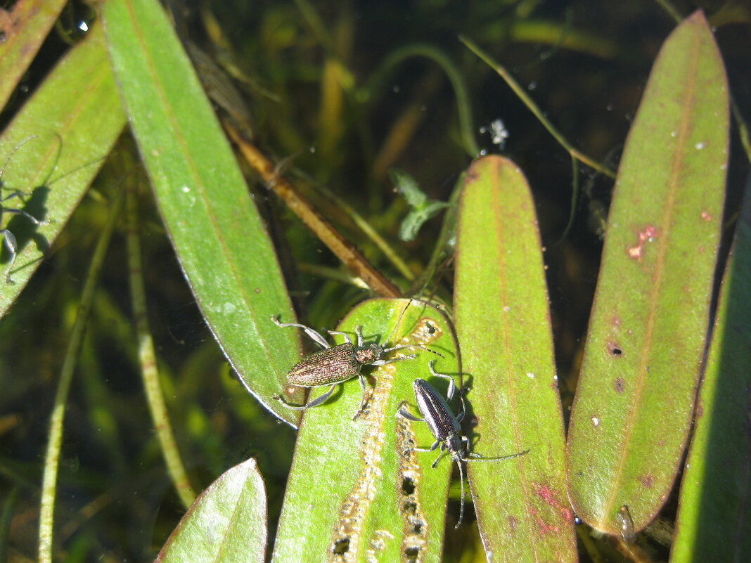 Радужницы - Anna Ivanova