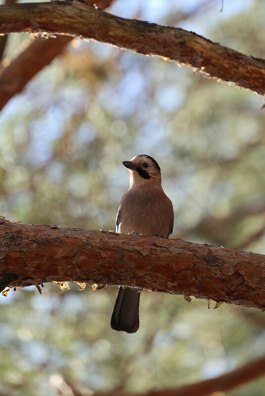Наблюдает за орехом. - Александр Кондаков Наблюдает за орехом. - Александр Кондаков