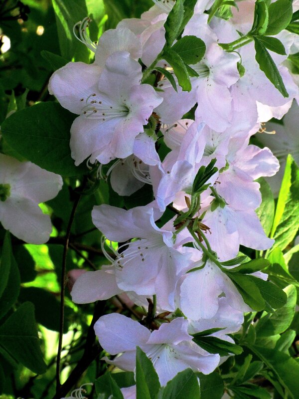 Белый рододендрон Ледебура - Сергей Карачин Белый рододендрон Ледебура - Сергей Карачин