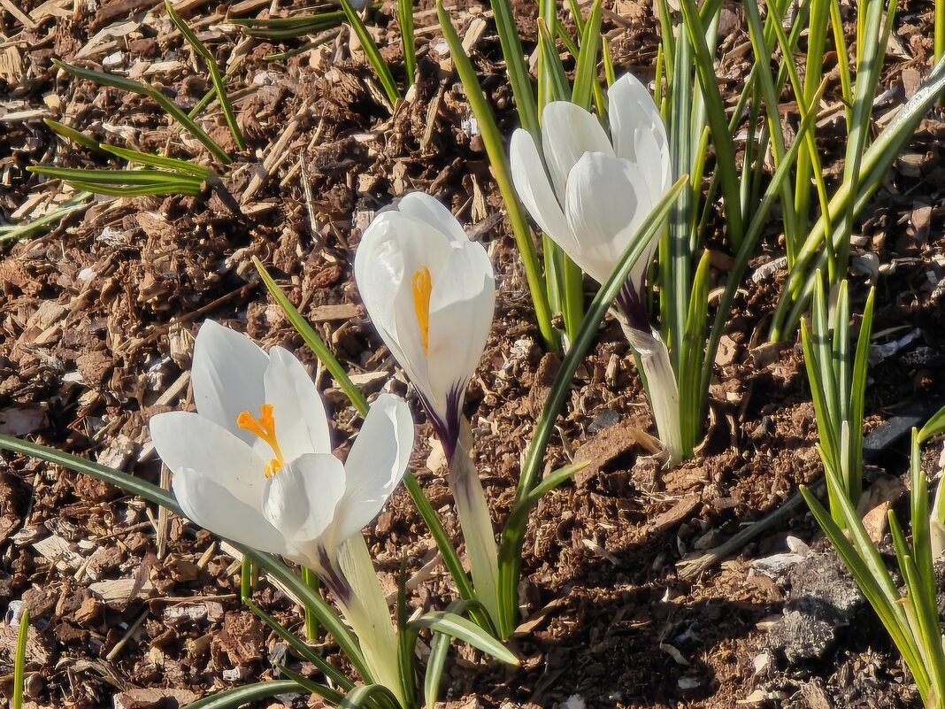 Крокусы - <<< Наташа >>>