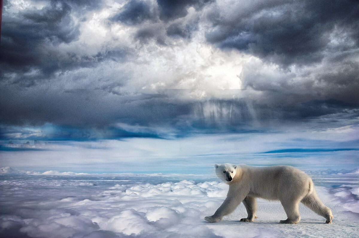 Мишка на Севере - Юрий Яньков