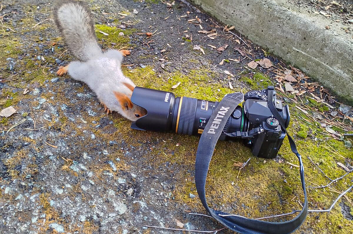 Белка - Михаил Измайлов