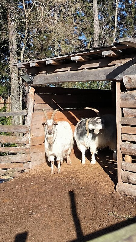Радуются солнечному теплу! - Ольга Радуются солнечному теплу! - Ольга