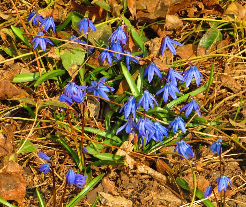 Пролески - Андрей Снегерёв Пролески - Андрей Снегерёв