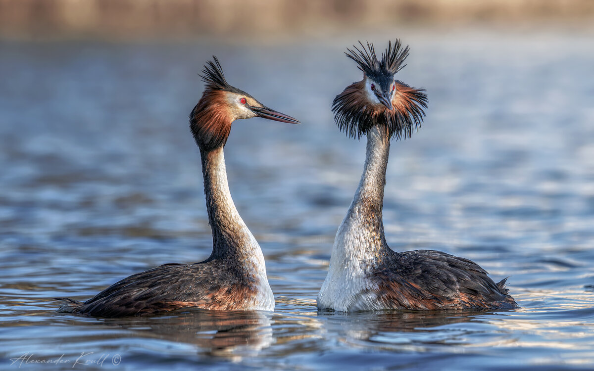 Чомги. Семейный портрет. - Александр К. Чомги. Семейный портрет. - Александр К.