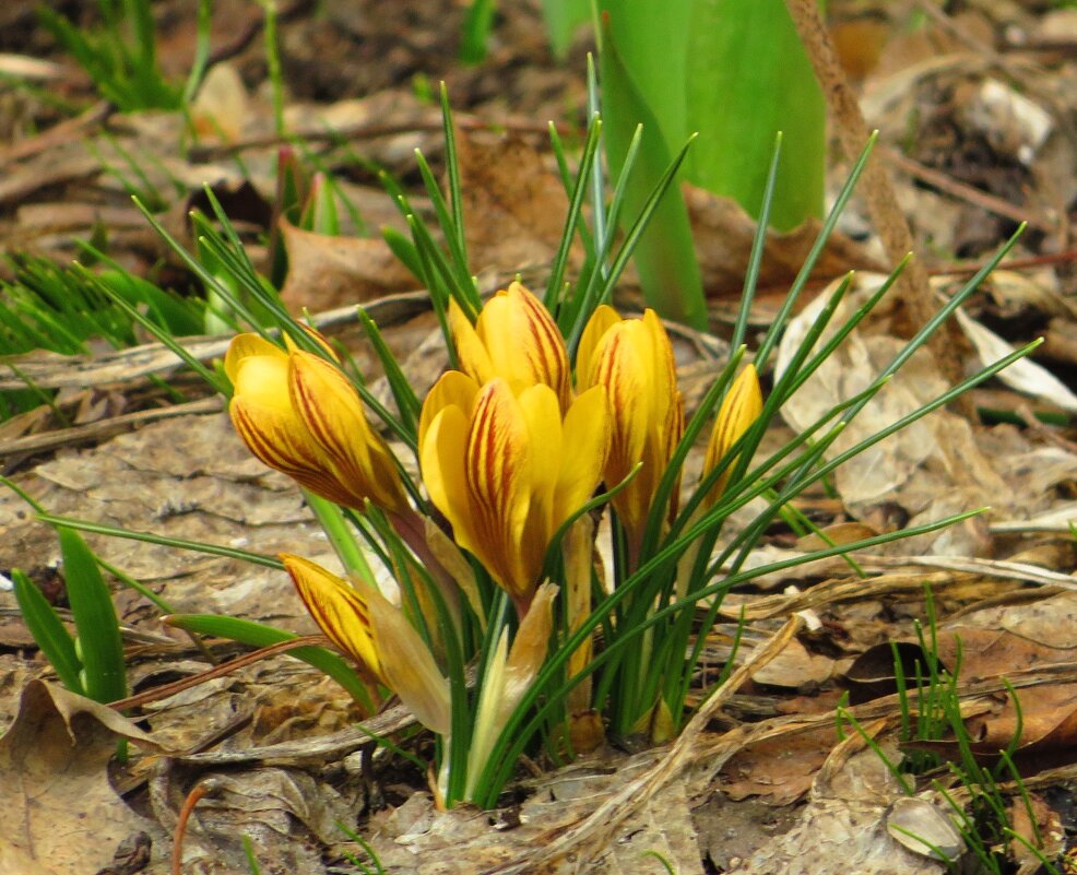 Крокус золотистый - Андрей Снегерёв