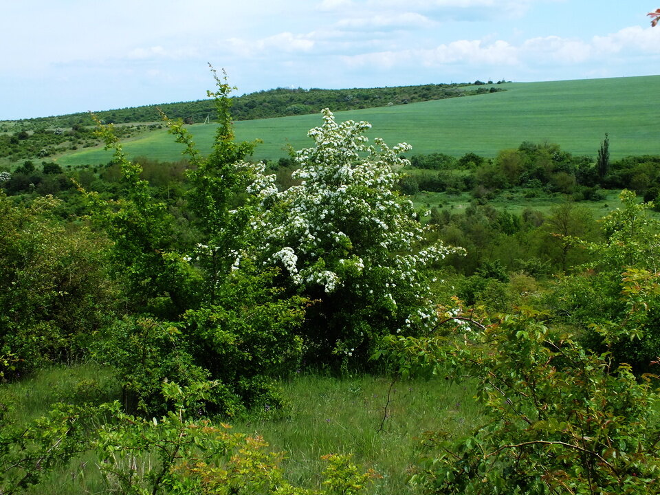 ВЕСНА - ivana ВЕСНА - ivana